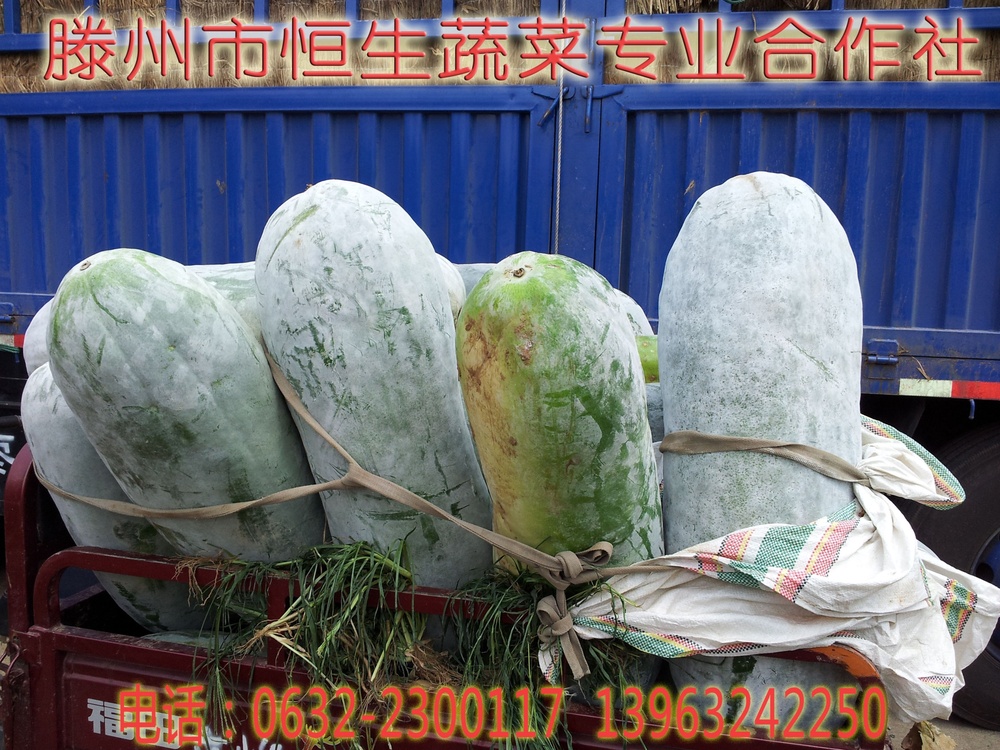 山东省滕州市大坞镇小坞村恒生合作社白皮冬瓜